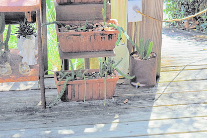 Crazy Plants Nursery